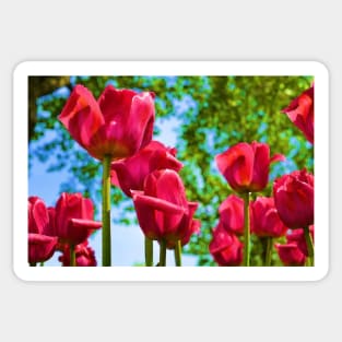 Red Tulips Sticker